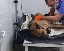 Тварина не могла рухатися: на Київщині водій та патрульні врятували знайденого на дорозі пораненого собаку