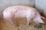 На Київщині зареєстровано новий випадок захворювання свиней на африканську чуму