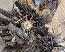 На Київщині відшукали снаряд, що не здетонував і застряг у кроні дерева