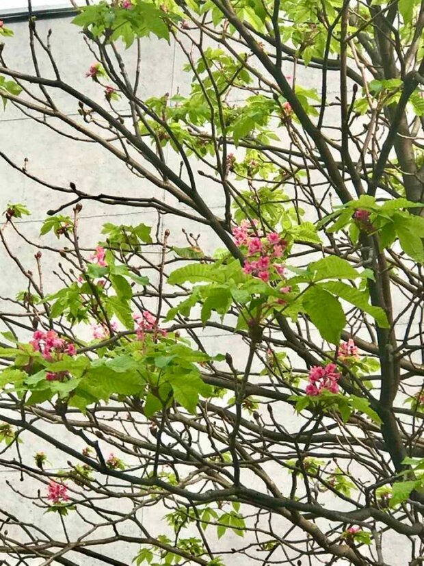 Дива природи: наприкінці жовтня у Києві цвітуть рожеві каштани (фото)