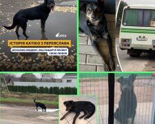 Переяславський Хатіко — на Київщині живе пес, який щодня пробігає 70 км за рейсовим автобусом в пошуку рятівників