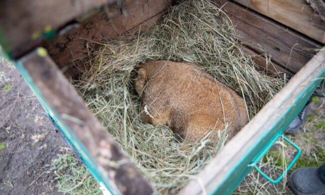 Прогноз Тимка IV: харківський бабак навіщував весну через шість тижнів