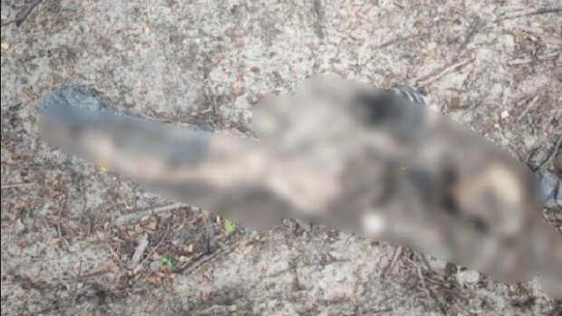 У лісі на Київщині знайдено тіло розстріляного окупантами чоловіка