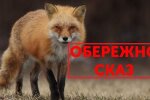 У Києві виявлено дику лисицю зі сказом, введено обмеження в Голосіївському районі — Держпродспоживслужба