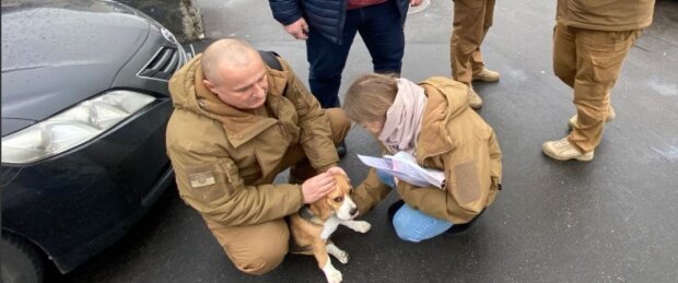 У Києві пес перебігав дорогу і потрапив під колеса авто: заради порятунку тварини перекривали цілий проспект
