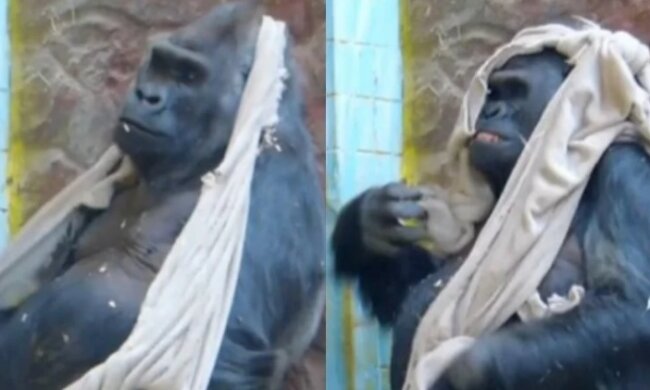 «Знищено єдину допомогу від Німеччини». Горила Тоні з Київського зоопарку розірвав плед, який йому подарували (відео)