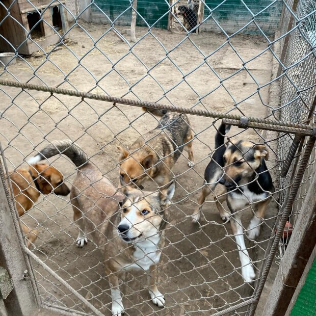 Київський притулок для тварин просить допомогти заспокоїти собак після обстрілу