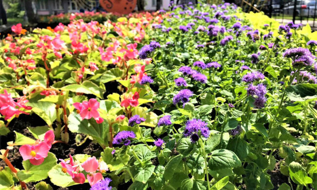 Гітара та ноти: біля музичної школи на Чоколівці з’явився тематичний квітник (фото)