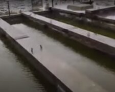 У Києві після зливи дах багатоповерхівки перетворився на басейн, вода стікає в квартири (відео)