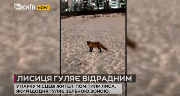 У парку на Відрадному гуляє майже ручна лисиця (відео)