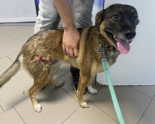 В Київській області алабай порвав іншого пса - господарі з "95-го Кварталу" відмовляються платити