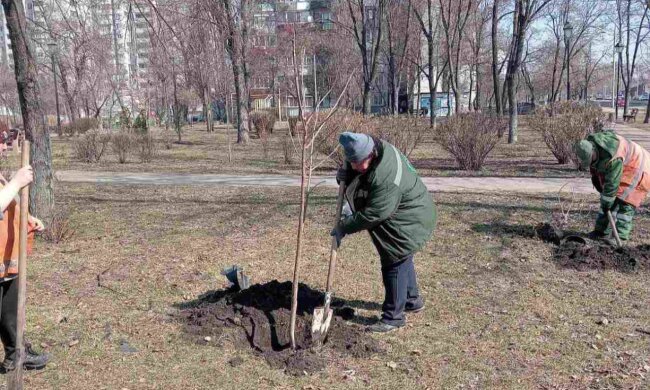 Зелений десант у Києві: сотні нових дерев та заборона реклами на стовбурах