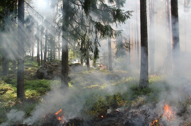 Повітря в Києві забруднено пожежами в зоні відчуження: думка вчених