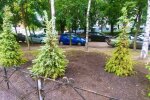В сквері на Солом’янці прибрали МАФ та висадили блакитні ялини