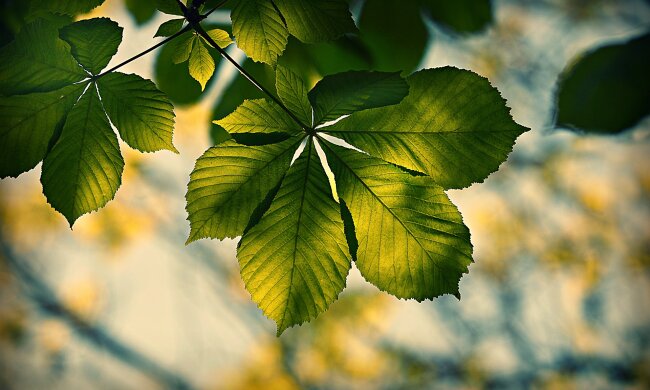 Каштанам бути: після реконструкції на Хрещатику знову висадять каштани