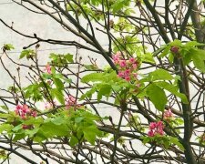 Дива природи: наприкінці жовтня у Києві цвітуть рожеві каштани (фото)