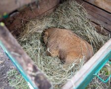 Прогноз Тимка IV: харківський бабак навіщував весну через шість тижнів