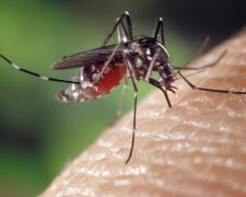 Через зміну клімату в Україні може поширитися малярія