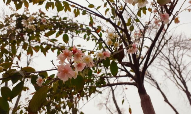 На Печерську розквітли сакури (фото)