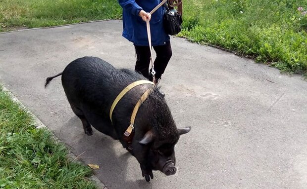 В одній з квартир Києва у господарів живе свиня