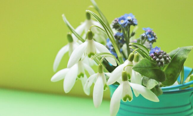 У Києві працюватимуть спецпатрулі для попередження продажу первоцвітів