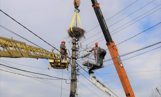 Домівки для лелек: київські енергетики встановили технологічні гнізда на стовпах