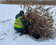 Рятувальна операція на ставках: у Голосієві рятують рибу від задухи