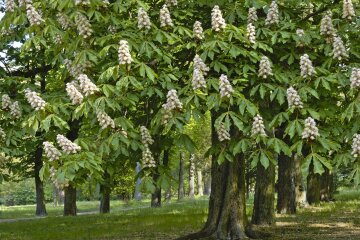 Переплутали осінь з весною: в містах України знов зацвіли каштани (відео)