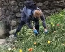 Дама з лопатою: в Солом’янському парку жінка посеред дня крала тюльпани (відео)