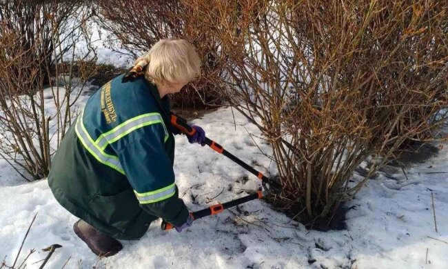 Весняне перевтілення столиці: у київських парках готують рослини до пишного цвітіння