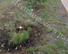 Зламані сакури та ялинки: вандали понівечили дерева в Деснянському районі