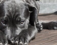 У Києві масово почали труїти собак: що відомо про догхантерів
