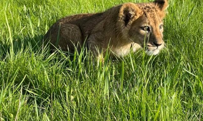 З контактного зоопарку на Київщині врятували левенят і ведмежат (відео)