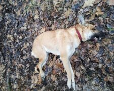 У Києві на території Гідропарку отруїли чотирьох собак