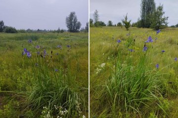 Недалеко від столиці виявили поле червонокнижних півників сибірських — КЕКЦ