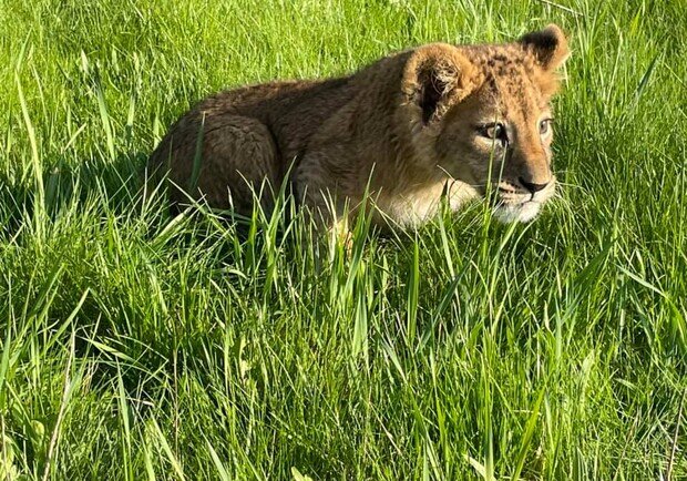 З контактного зоопарку на Київщині врятували левенят і ведмежат (відео)