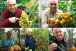 Селекціонер з Київщини вивів сорт банана, який можна вирощувати на підвіконні
