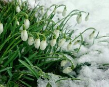 Скоро запахне весною: українцям дали несподіваний прогноз погоди на березень