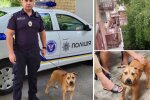 Тримали в спеку на балконі - поліцейські Київської області врятували пітбуля Герду