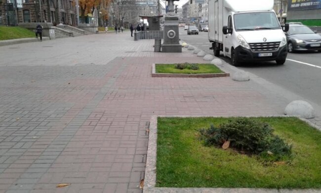 Чому на Хрещатику замість каштанів висадили ялівець