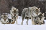 Перший заказник для охорони вовків в Україні — у Київській області з'явиться унікальне природоохоронне місце