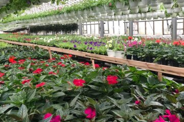 Мільйони квітів в кожному районі: Київзеленбуд обіцяє в цьому році влаштувати справжній квітковий карнавал