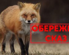 У Києві виявлено дику лисицю зі сказом, введено обмеження в Голосіївському районі — Держпродспоживслужба