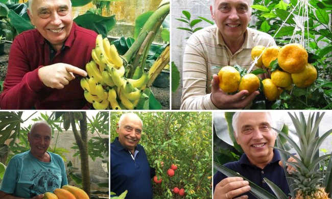 Селекціонер з Київщини вивів сорт банана, який можна вирощувати на підвіконні