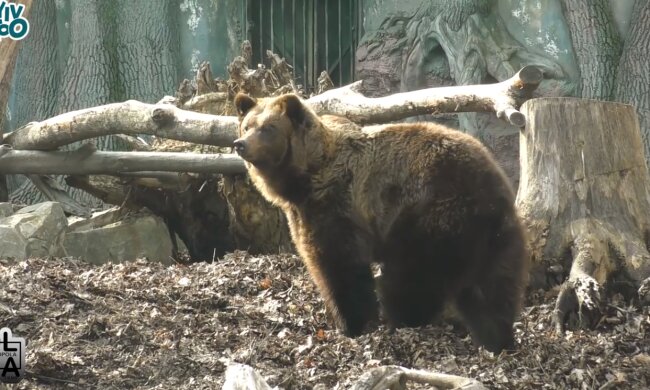 У Київському зоопарку прокинулись ведмеді (відео)