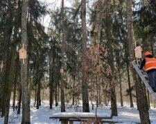 Пернате новосілля: у лісових масивах Києва встановили 160 нових осель для птахів