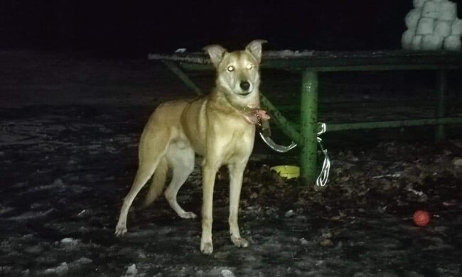 Жінка поїхала за кордон та залишила собаку прив’язаним у київському парку