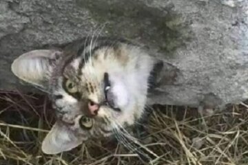 У Києві рятувальники дістали з бетонного блоку смугастого котика, який там застряг