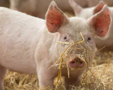 На Київщині зафіксовано спалах африканської чуми свиней