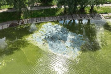 Комунальники з’ясовують причини забруднення озера Віра, що у Святошинському районі столиці